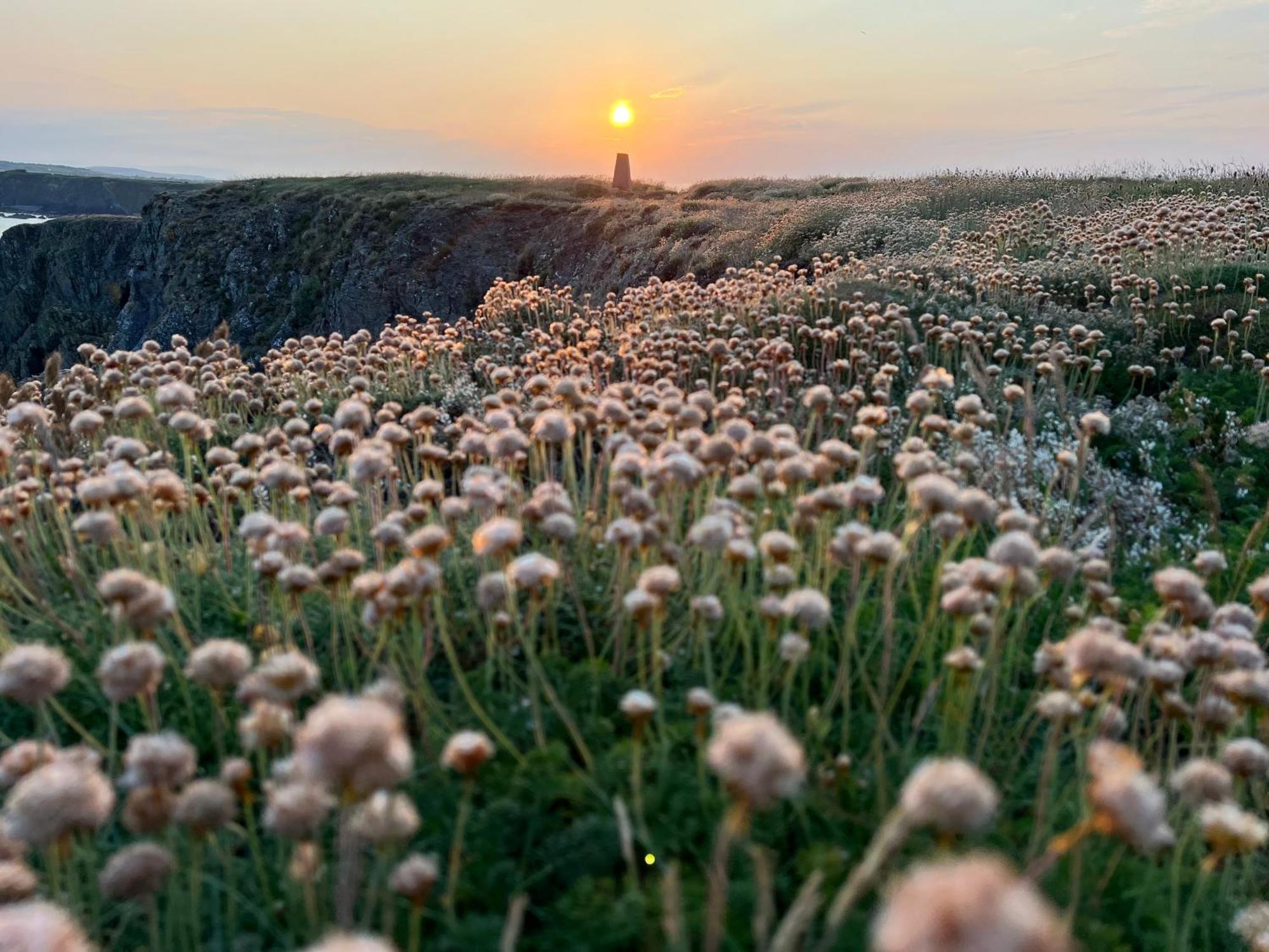 Thistledown